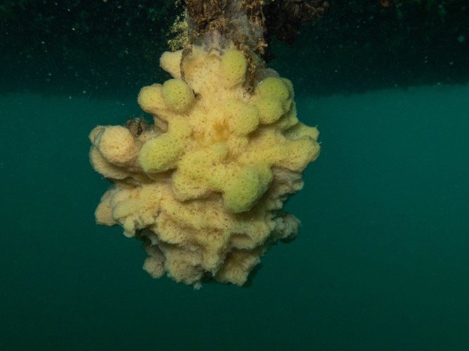 Diving for Cures