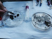Diving for Cures