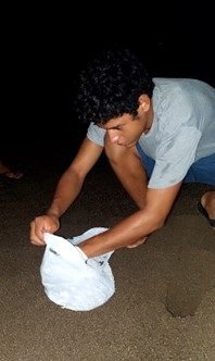 Turtle farming