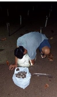 Turtle farming