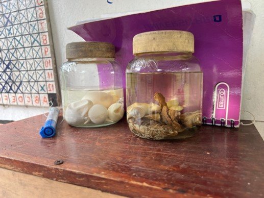 Turtle farming