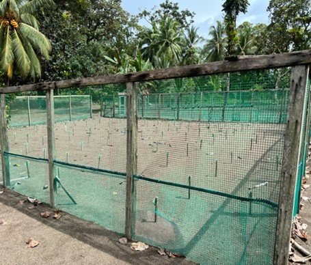 Turtle farming