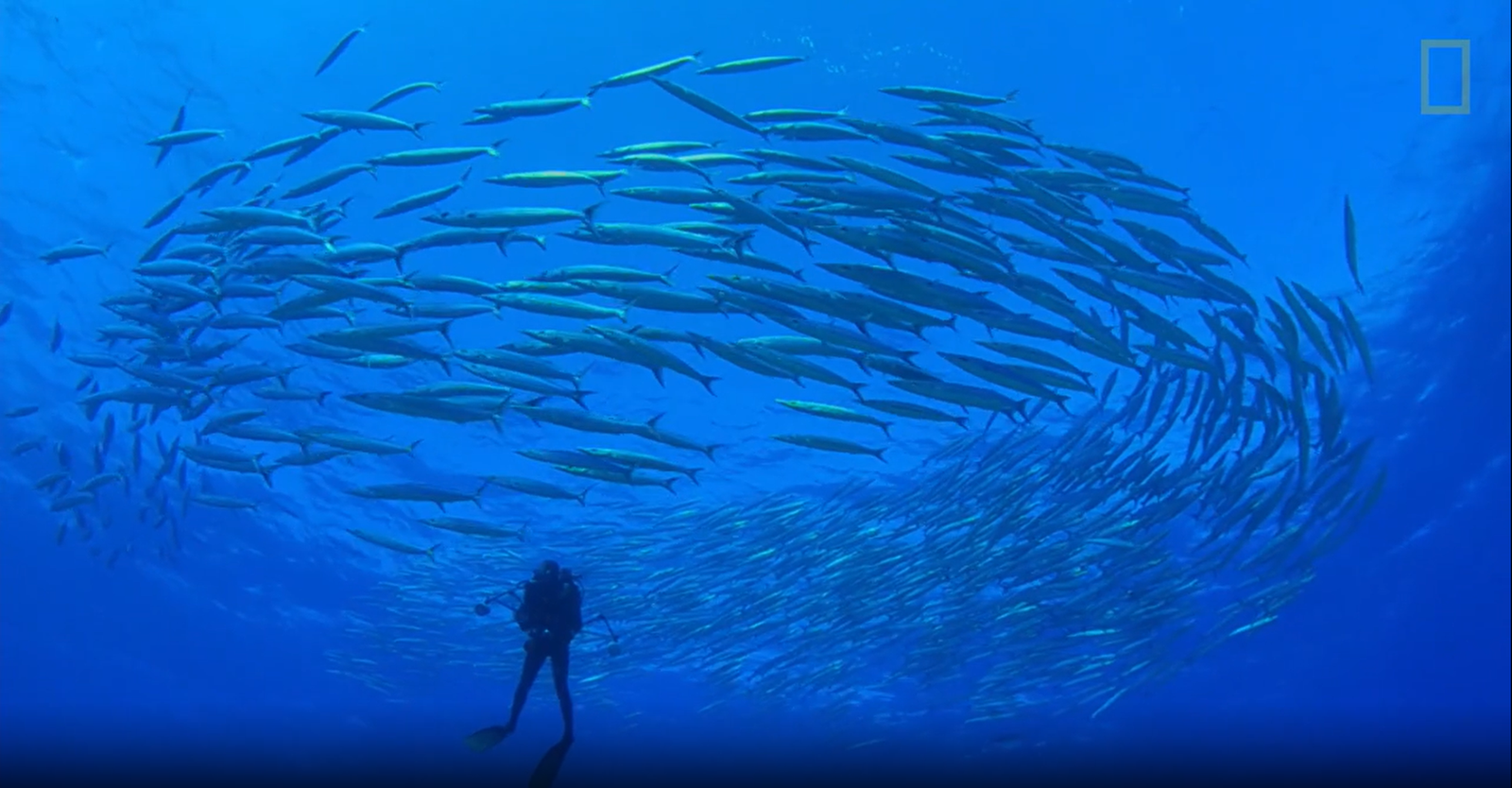 Underwater — a school of fish and a diver