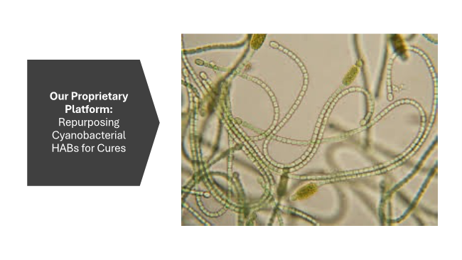 Cyanobacteria research